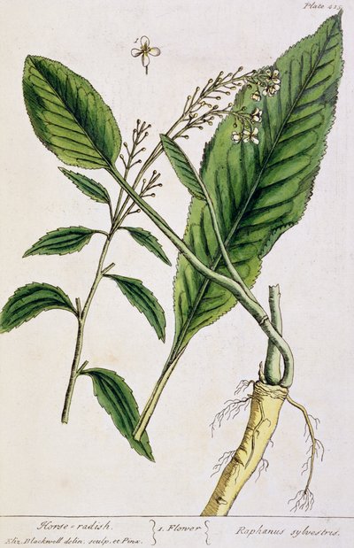 Horseradish, Plate 415 from 