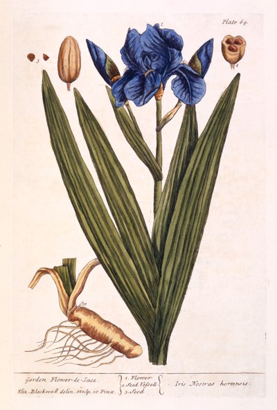 Iris, plate 69 from 
