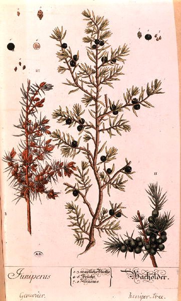 Juniper (Juniperus) plate from the German edition of 