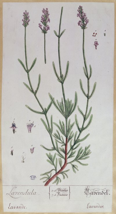 Lavender, plate from 