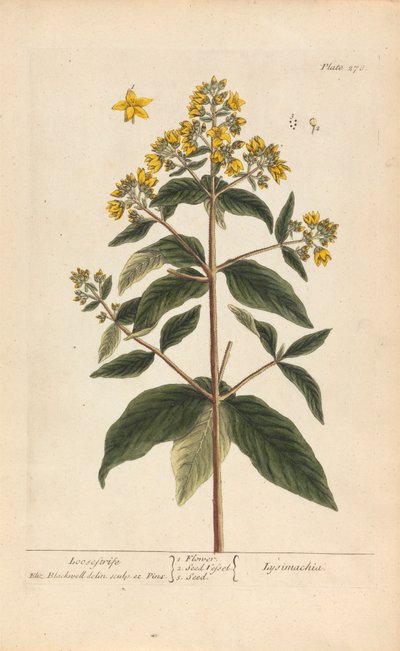 Lysimachia (Loosestrife), Plate 278 from 