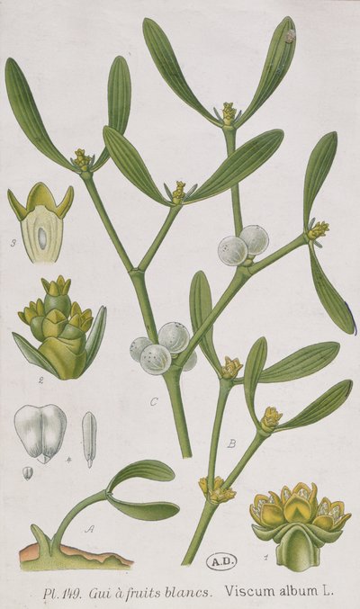 Mistletoe, from 
