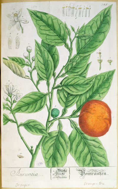 Orange branch with fruit, from 