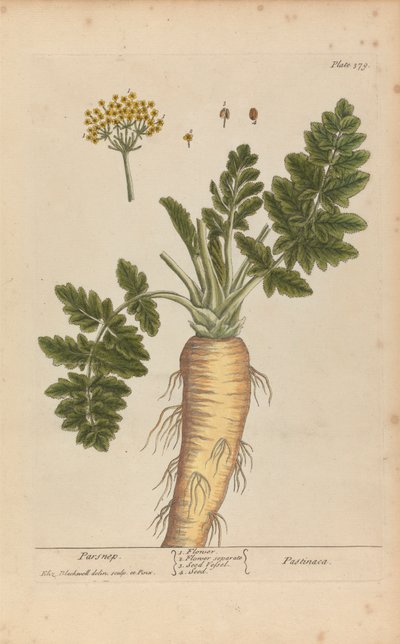 Pastinaca (Parsnip), Plate 379 from 