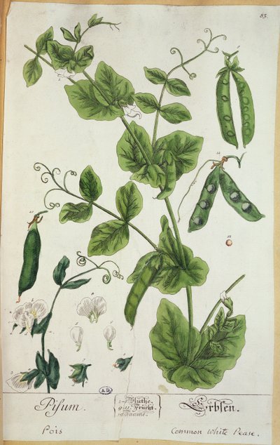 Pea, plate from 