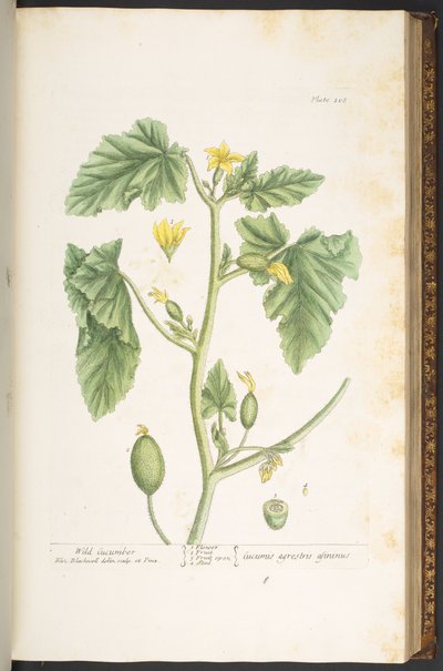 Plate 108, from 