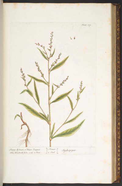 Plate 119, Sharp Arsmart, or Water Pepper, from 