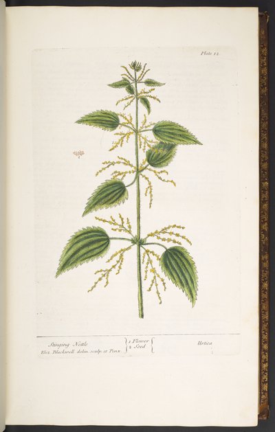 Plate 12, Stinging Nettle, from 