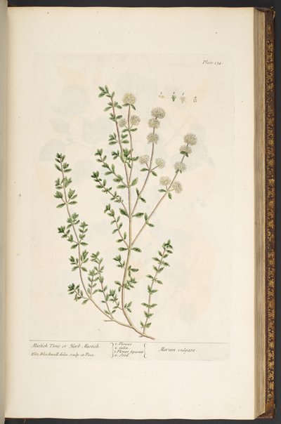 Plate 134, from 