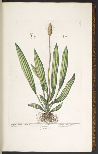 Plate 14, Narrow Leaved Plantain, from 