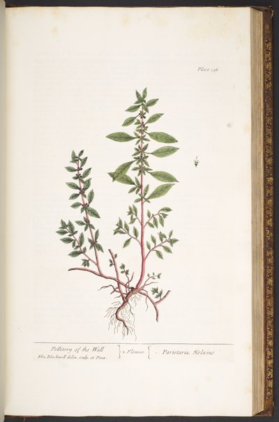 Plate 156, from 