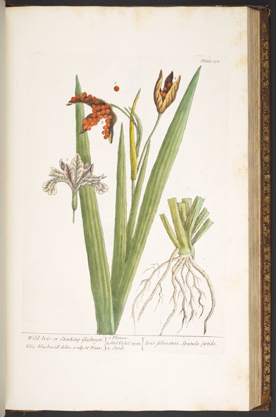 Plate 158, from 