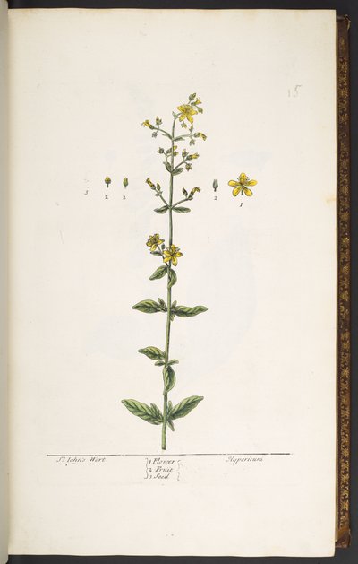 Plate 15, St John