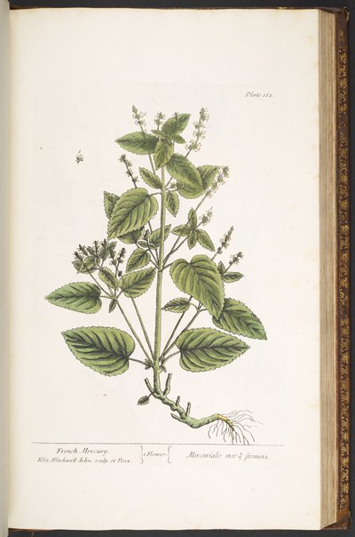 Plate 162, from 