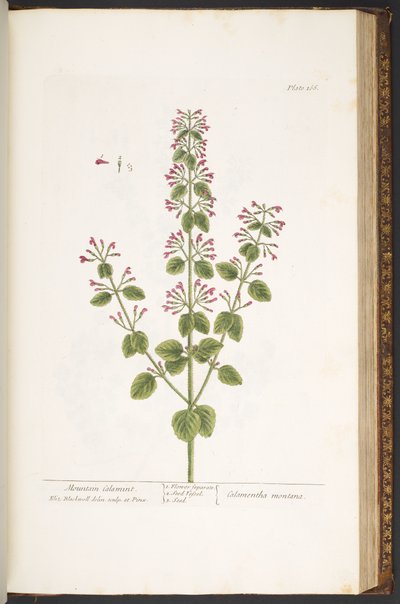 Plate 166, Mountain Calamint, from 