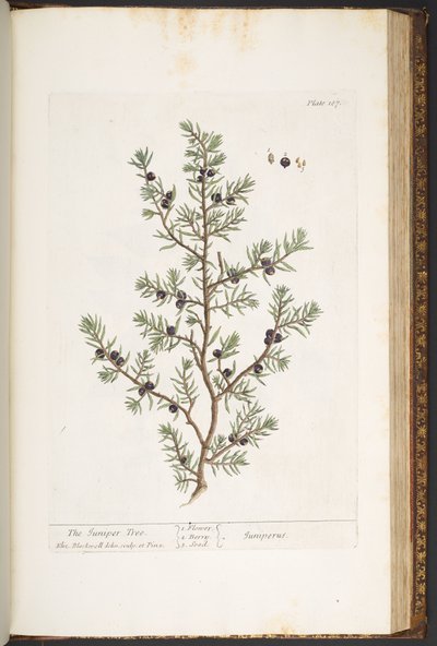 Plate 187, The Juniper Tree, from 