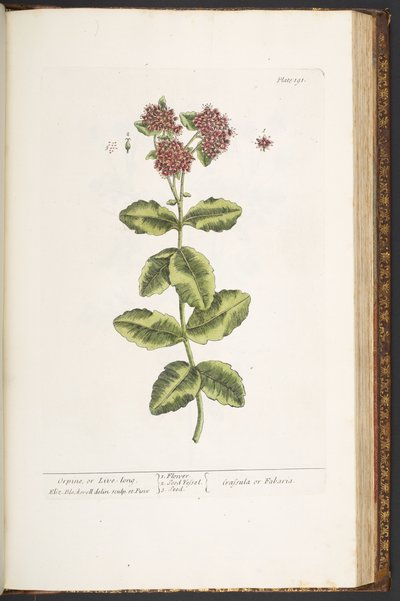 Plate 191, Orpine, or Live-Long, from 