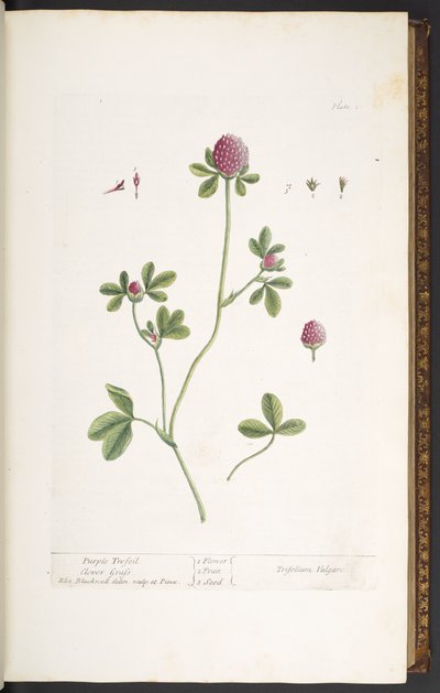 Plate 20, Purple Trefoil Clover Grass, from 