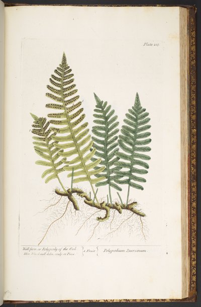 Plate 215, Wall-fern or Polypody of the Oak, from 