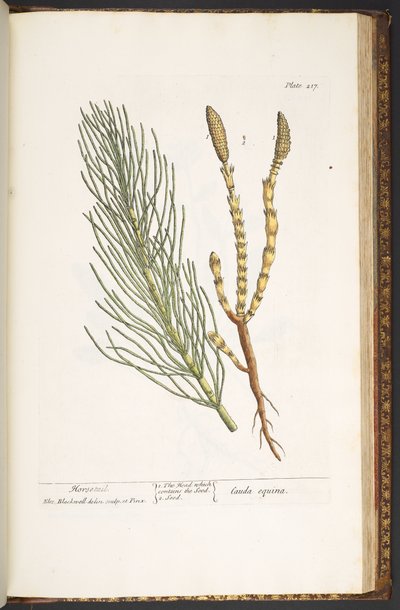 Plate 217, Horsetail, from 