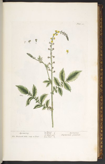 Plate 21, Agrimony, from 