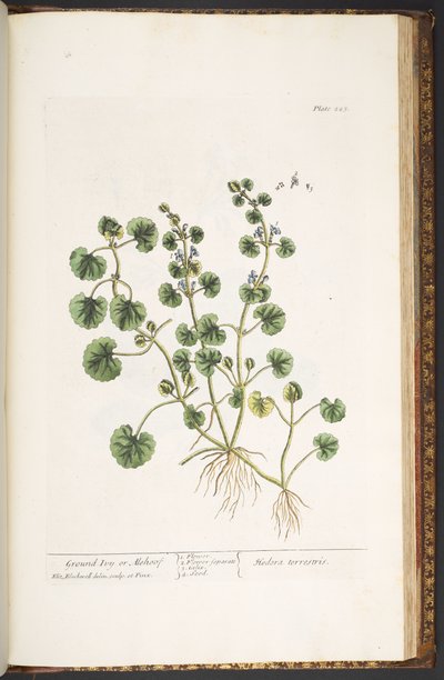 Plate 225, from 
