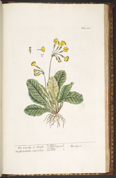 Plate 226, from 