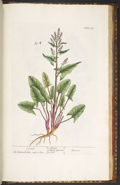 Plate 230, from 