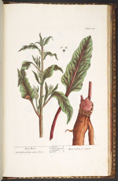 Plate 235, from 