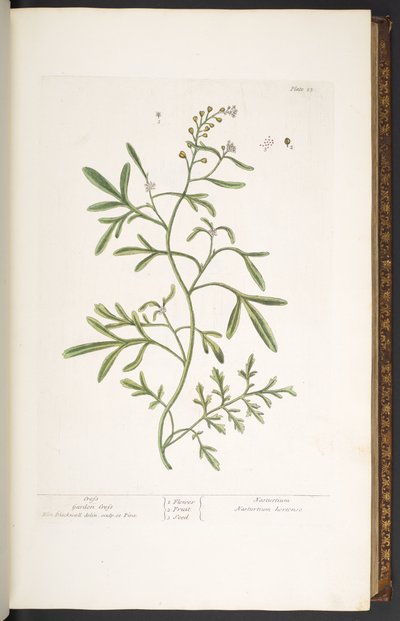 Plate 23, Garden Cress, from 