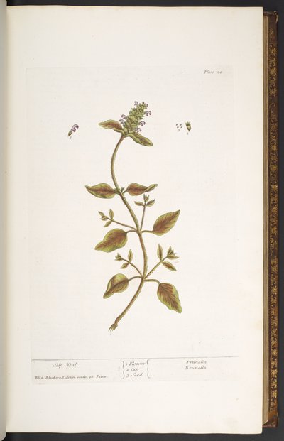 Plate 24, Self Heal, from 