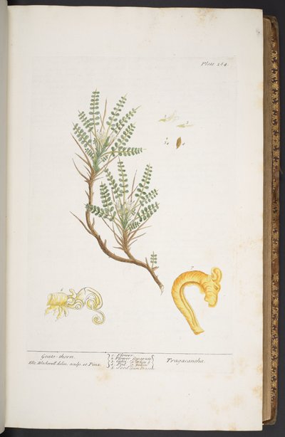 Plate 264, from 