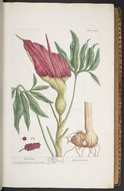 Plate 269, Dragons, or Dracontium, from 