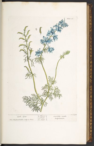 Plate 26, Lark Spur, from 