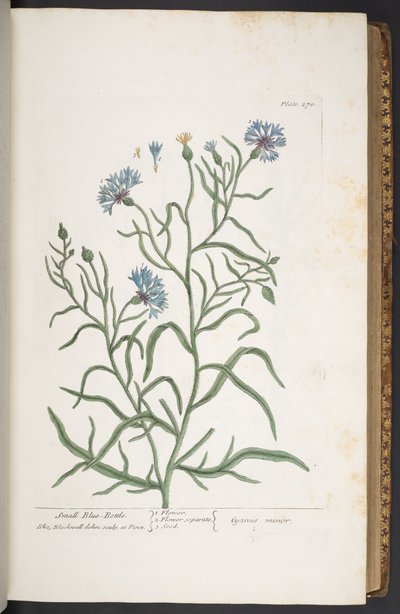 Plate 270, Small Blue-Bottle, from 