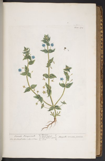 Plate 274, from 