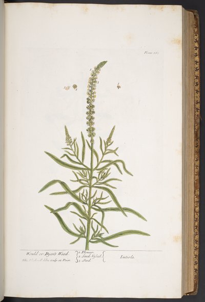 Plate 283, from 