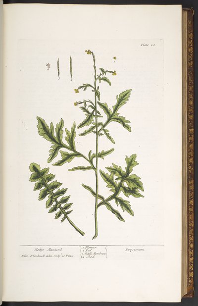 Plate 28, Hedge Mustard, from 