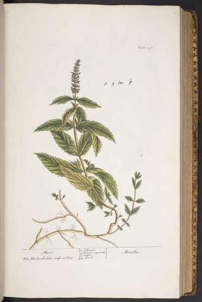 Plate 290, from 
