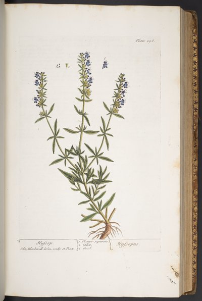 Plate 296, from 