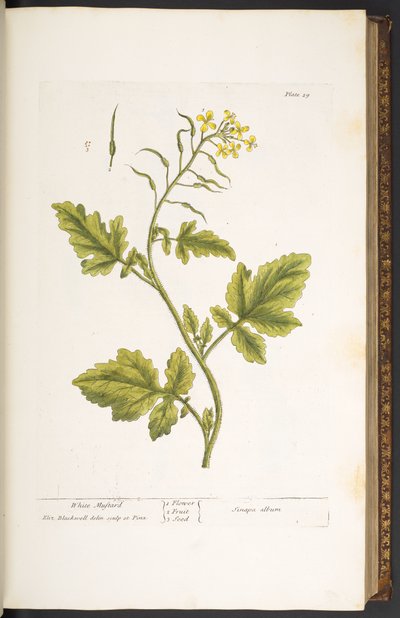 Plate 29, White Mustard, from 