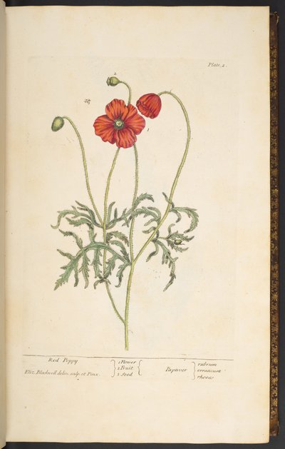 Plate 2, Red Poppy, from 