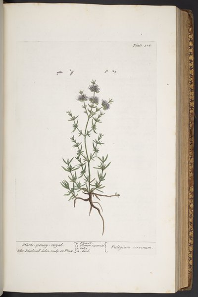 Plate 304, from 