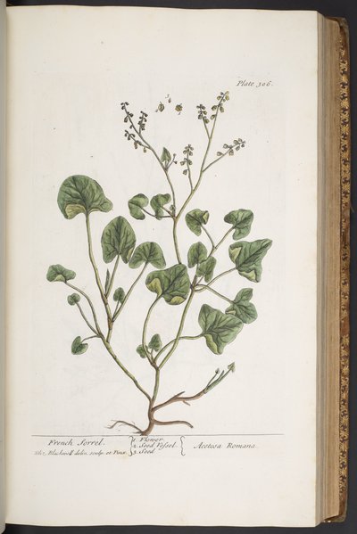 Plate 306, from 
