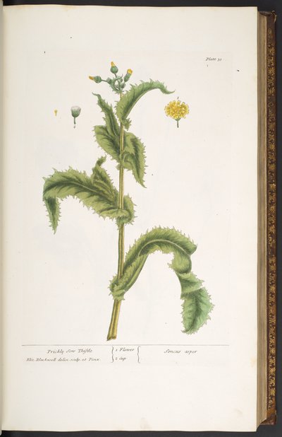 Plate 30, Prickly Son Thistle, from 