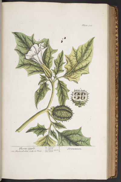 Plate 313, from 