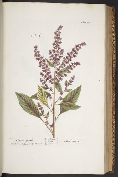 Plate 317, Flower Gentle, or Amaranthus, from 