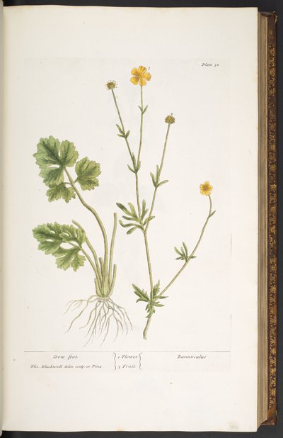 Plate 31, Crow Foot, from 