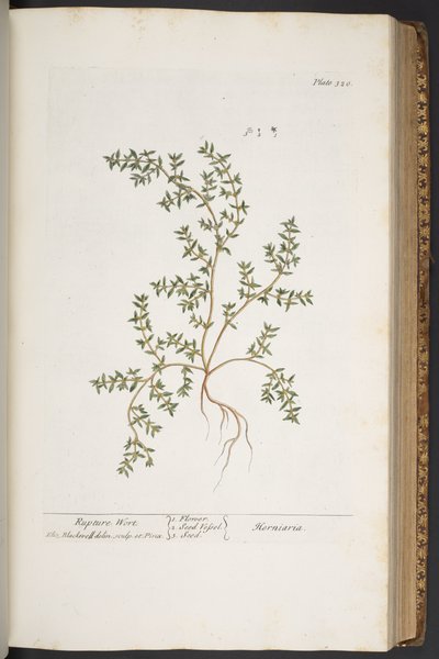 Plate 320, from 