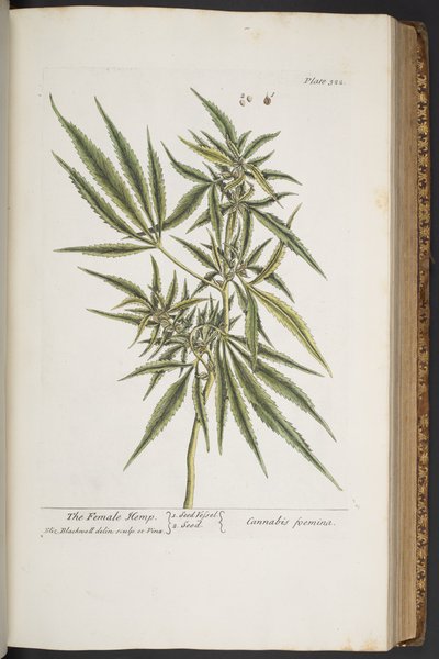 Plate 322, The Female Hemp, from 